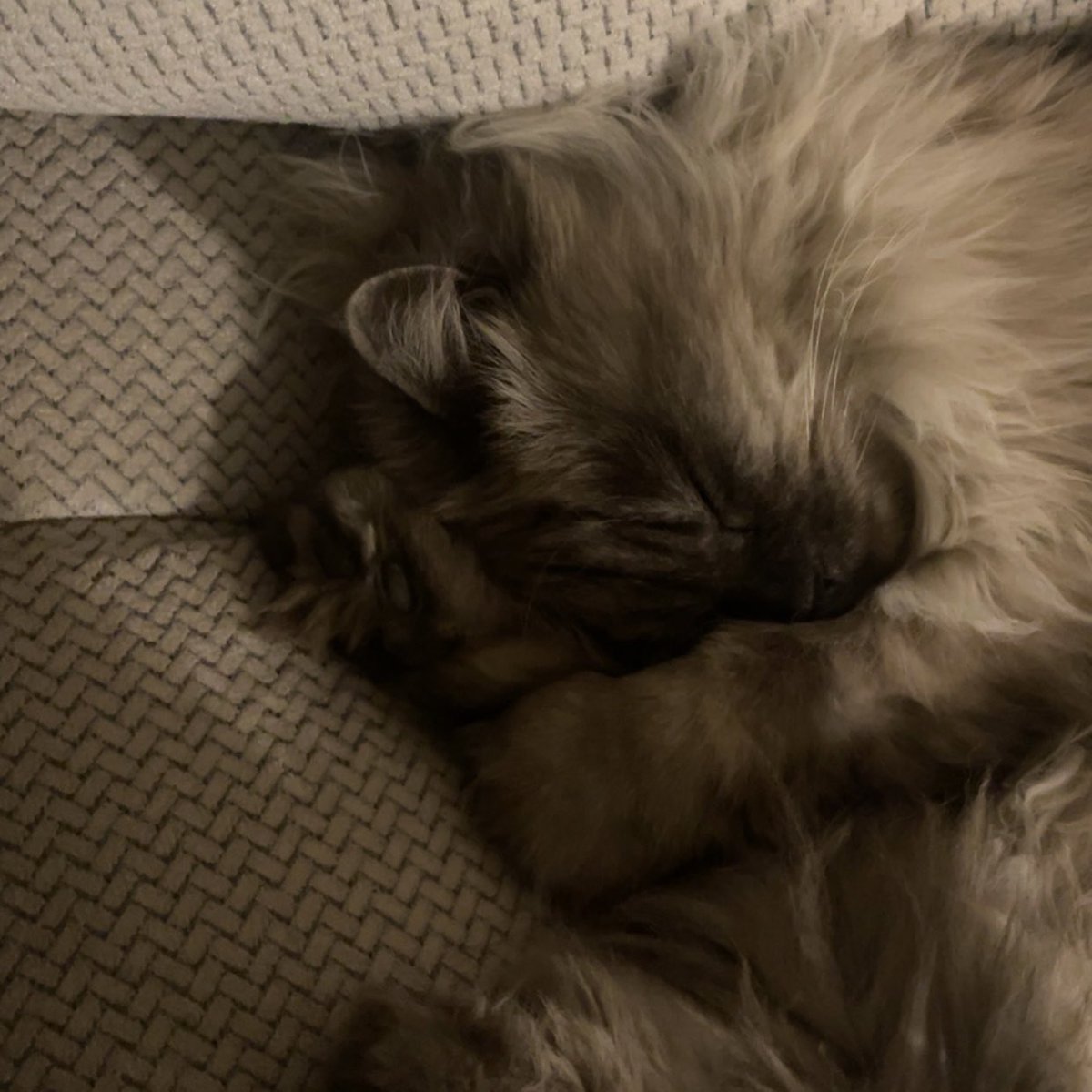 NOJ4i's tweet photo. 🤎🐾🌷☕️ https://t.co/ULx1nIMgmU