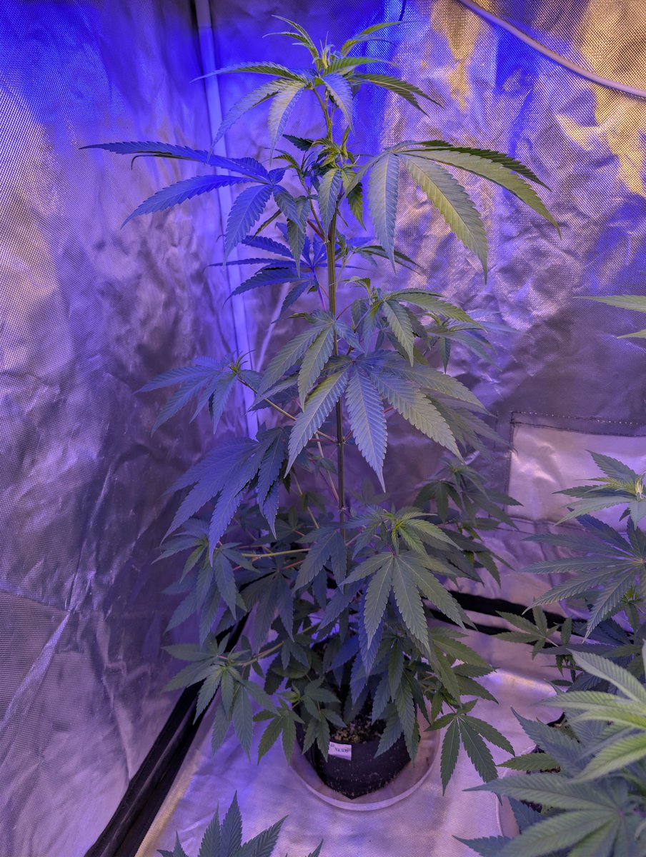 Durban Poison x Lilac Diesel