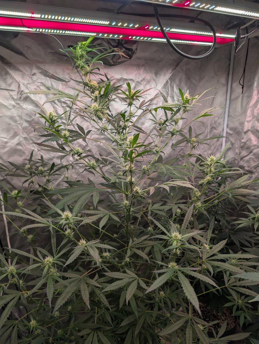 Ophelia from <a href="/staubingenetics/">St. Aubin Genetics Official</a> 

Got to be a +6oz plant. Blueberry lemonade terps go hard on this one. 🤌