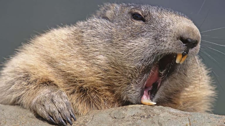 𝙧𝙚𝙙𝙧𝙪𝙢 💀 tweet media