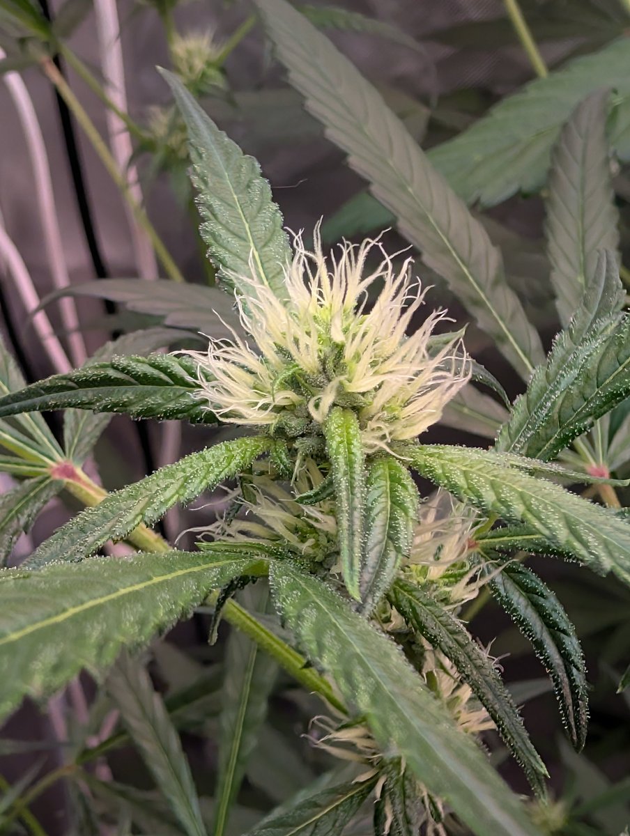 Ophelia from <a href="/staubingenetics/">St. Aubin Genetics Official</a>