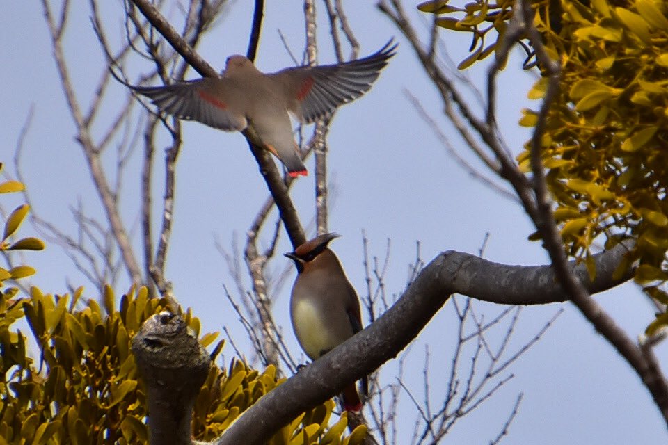 フーミン (@718chittan) / Posts / X