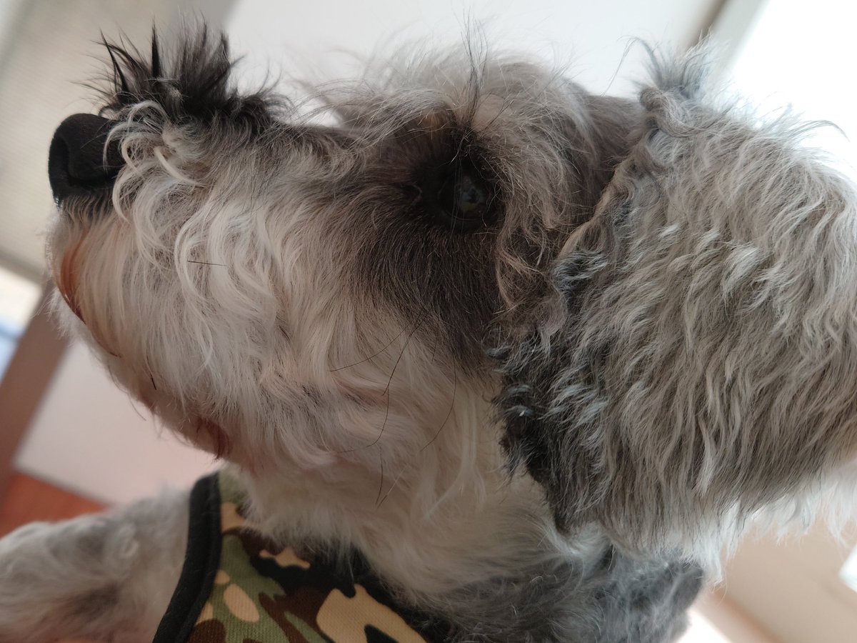 神様がわんこさんの可愛らしさに はよ戻って来いと仰って居るのだと