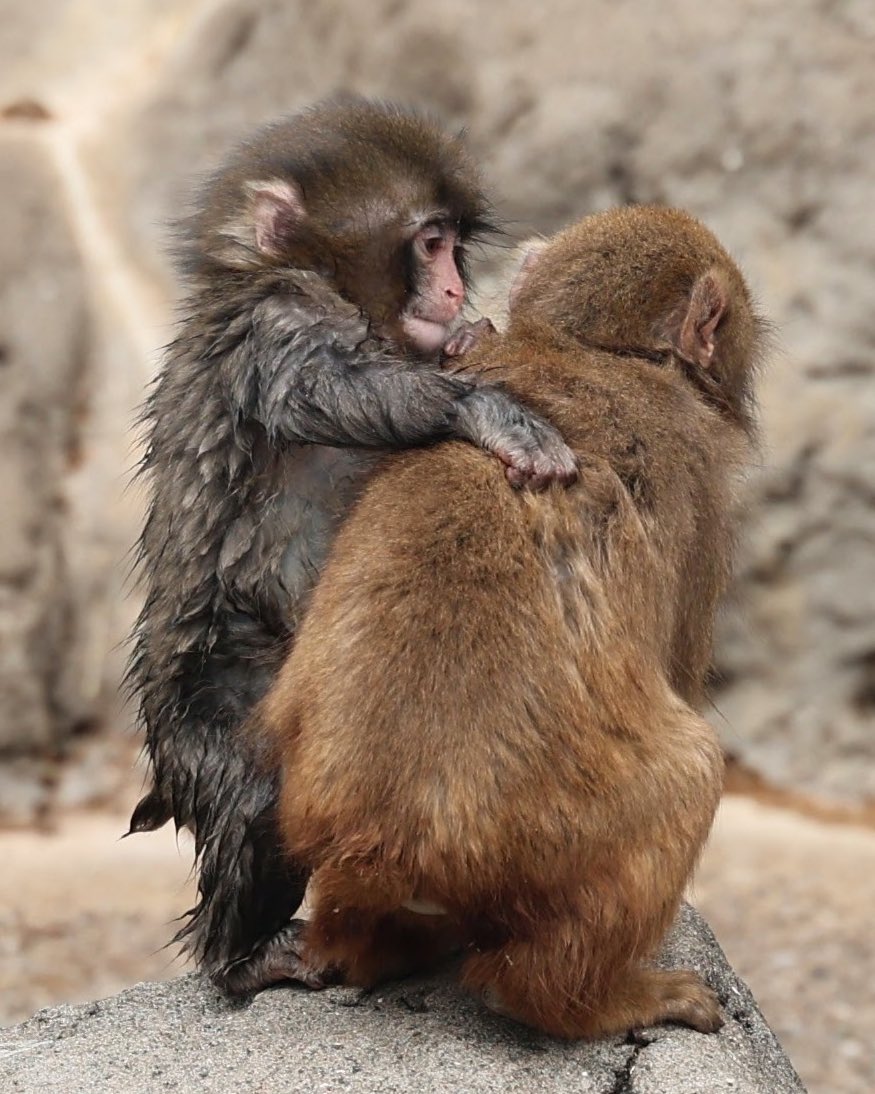 แล้วพั้นซ์เป็นเด็กดีมากพยายามปลอบเพื่อนด้วยล่ะ แล้วบางทีน้องก็เล่นคนเดียว แม้ตอนนี้จะเริ่มมีเพื่อนบ้างแล้ว 🥺