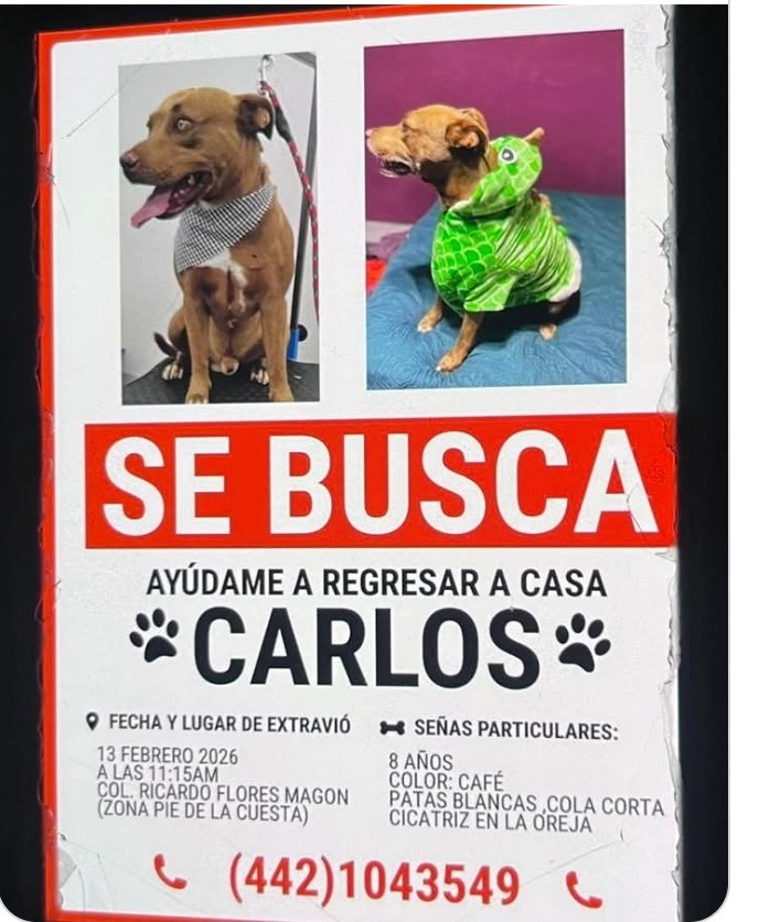 Rayas10Maria's tweet photo. Queretana 
Nos ayudas compartiendo su familia lo busca , gracias. https://t.co/eISvuog660