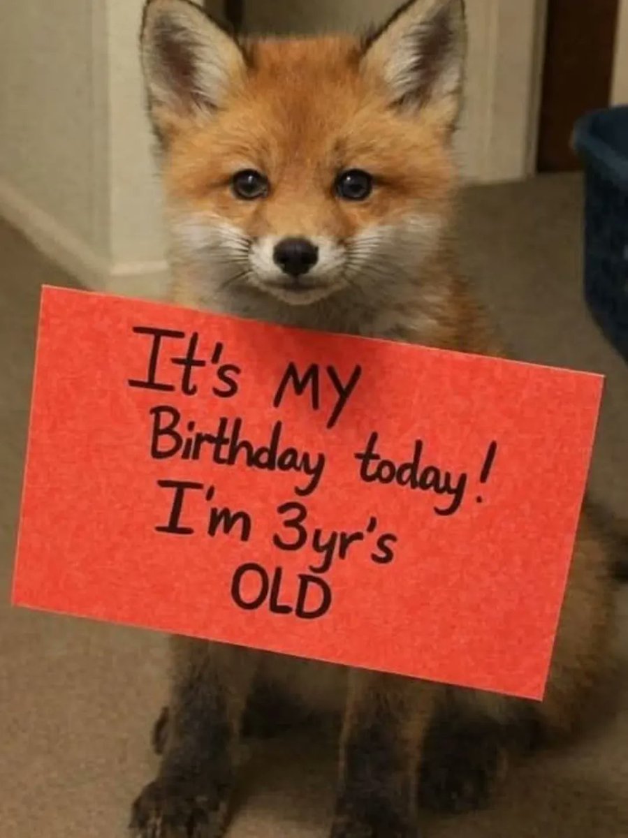 🍁 𝓣𝓱𝓮 𝓕𝓸𝔁 𝓛𝓲𝓯𝓮 🌾🦊 (@thefoxlife) on Twitter photo 