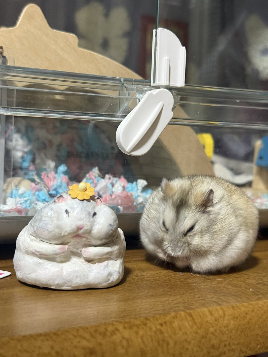 え⁉️とろににてる❓❓
(  ﾝ~たちかに似てるかも...💭  )
ちょとまてね❗️
いままねっこするからｯｯ‼️