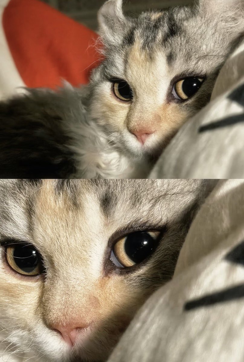 Miaw (@miaw) on Twitter photo 