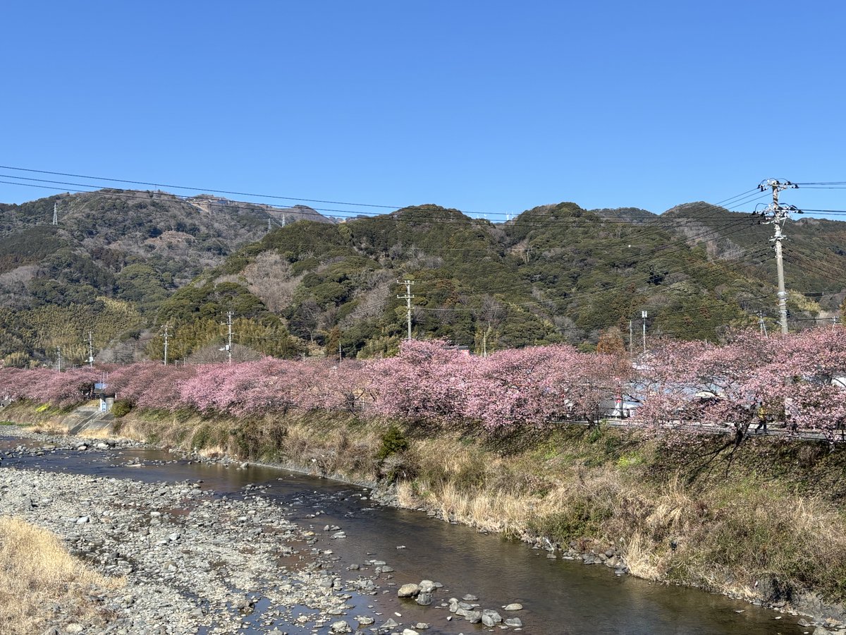 河津町周辺散策シリーズ①
☆河津桜並木、桜のトンネルを歩く、4分咲位、菜の花ロード、桜とのコラボ
☆人混みの中でも穏やかな天候で、「東京は冬でも、河津は春」を実感している😊