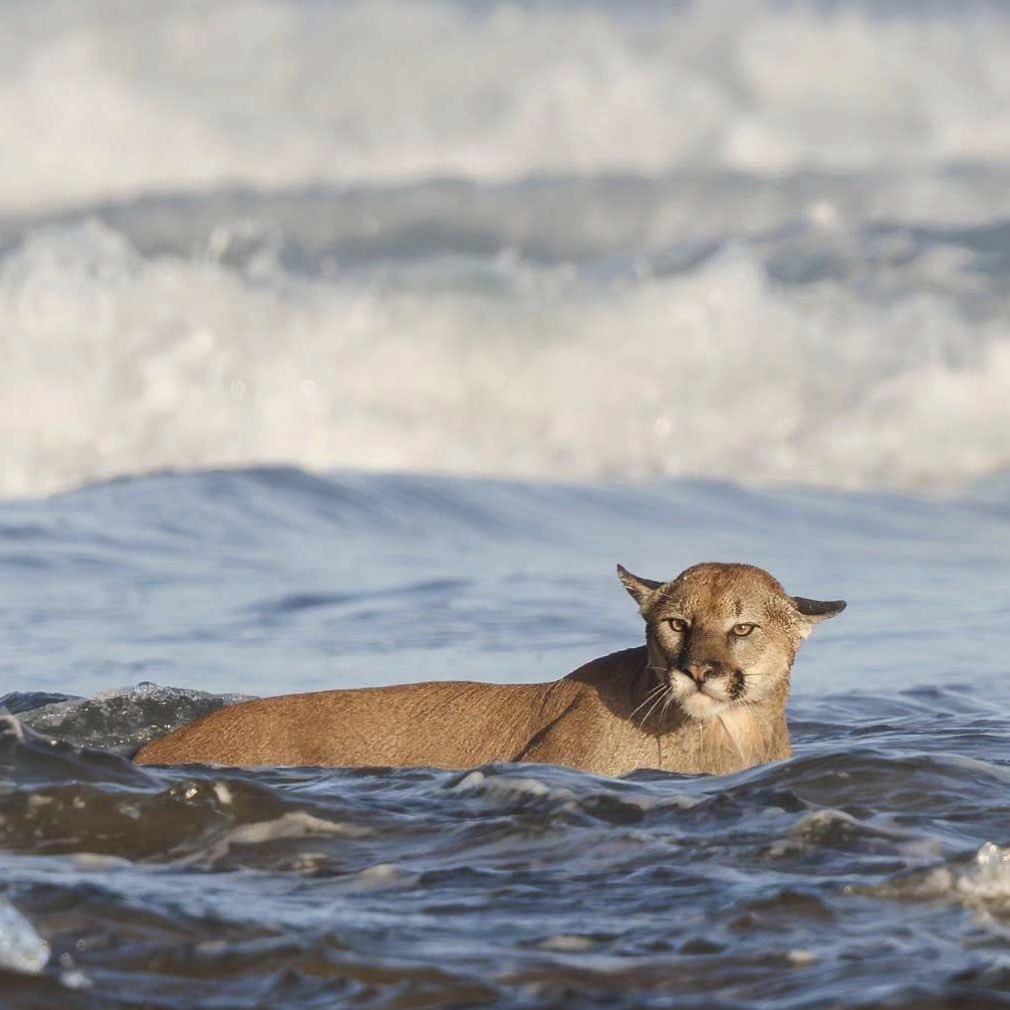 variant unlocked: sea lion