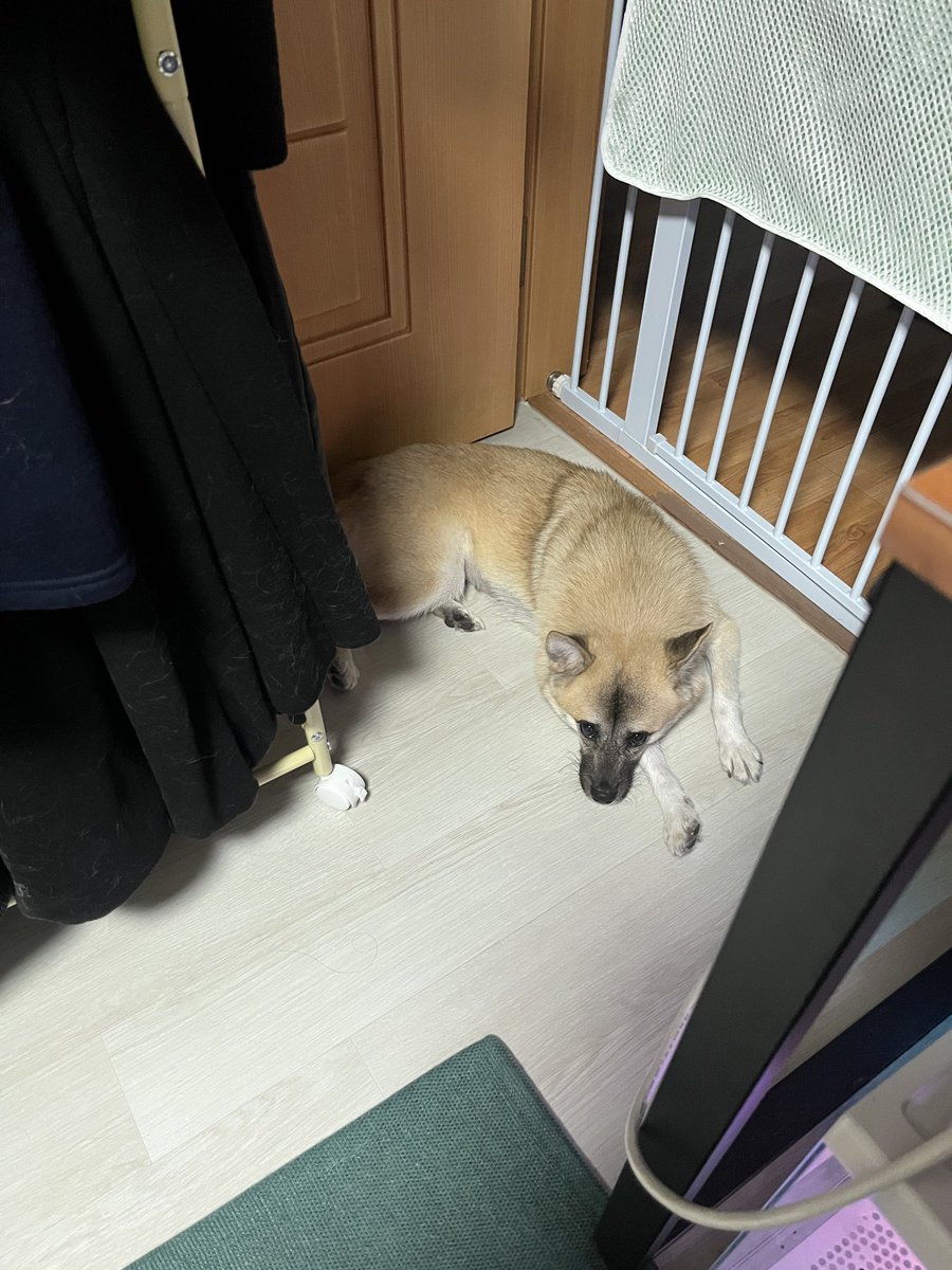 findhomedogs's tweet photo. 초롱초롱 털뭉치
#입양홍보 #adoptme
#평생엄빠찾아요 #사지말고입양하세요 #입양해주세요 #평생가족찾아요
#dogs #koreandogs #rescuedog #adoptdontshop #adoptable #adoptdogs #foreverhomeneeded #foreverhomewanted https://t.co/nnrviLNERz