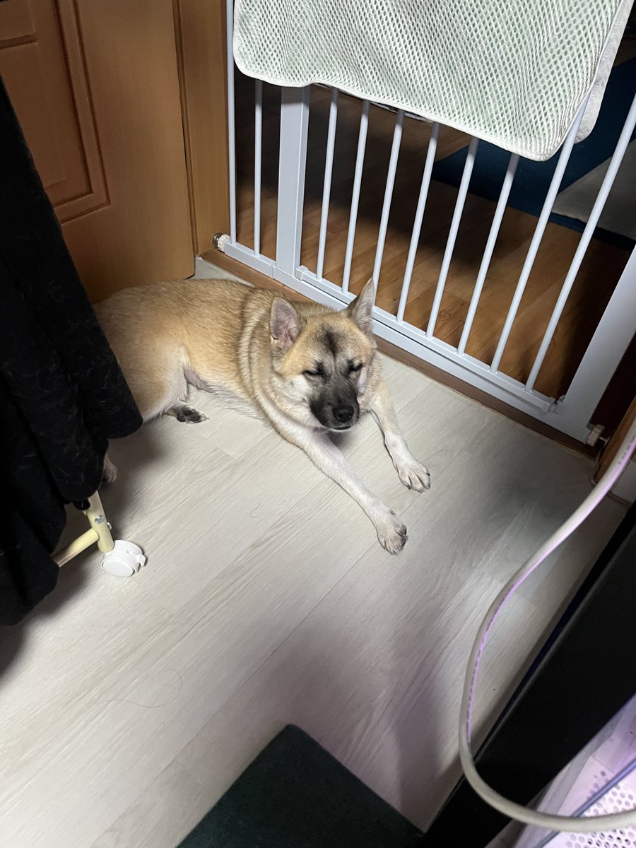 findhomedogs's tweet photo. 초롱초롱 털뭉치
#입양홍보 #adoptme
#평생엄빠찾아요 #사지말고입양하세요 #입양해주세요 #평생가족찾아요
#dogs #koreandogs #rescuedog #adoptdontshop #adoptable #adoptdogs #foreverhomeneeded #foreverhomewanted https://t.co/nnrviLNERz