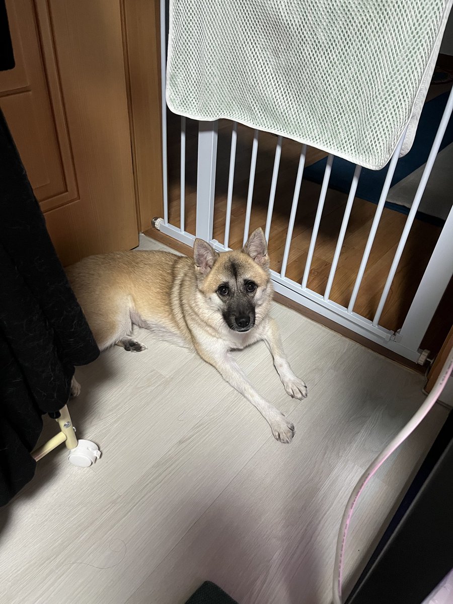 findhomedogs's tweet photo. 초롱초롱 털뭉치
#입양홍보 #adoptme
#평생엄빠찾아요 #사지말고입양하세요 #입양해주세요 #평생가족찾아요
#dogs #koreandogs #rescuedog #adoptdontshop #adoptable #adoptdogs #foreverhomeneeded #foreverhomewanted https://t.co/nnrviLNERz