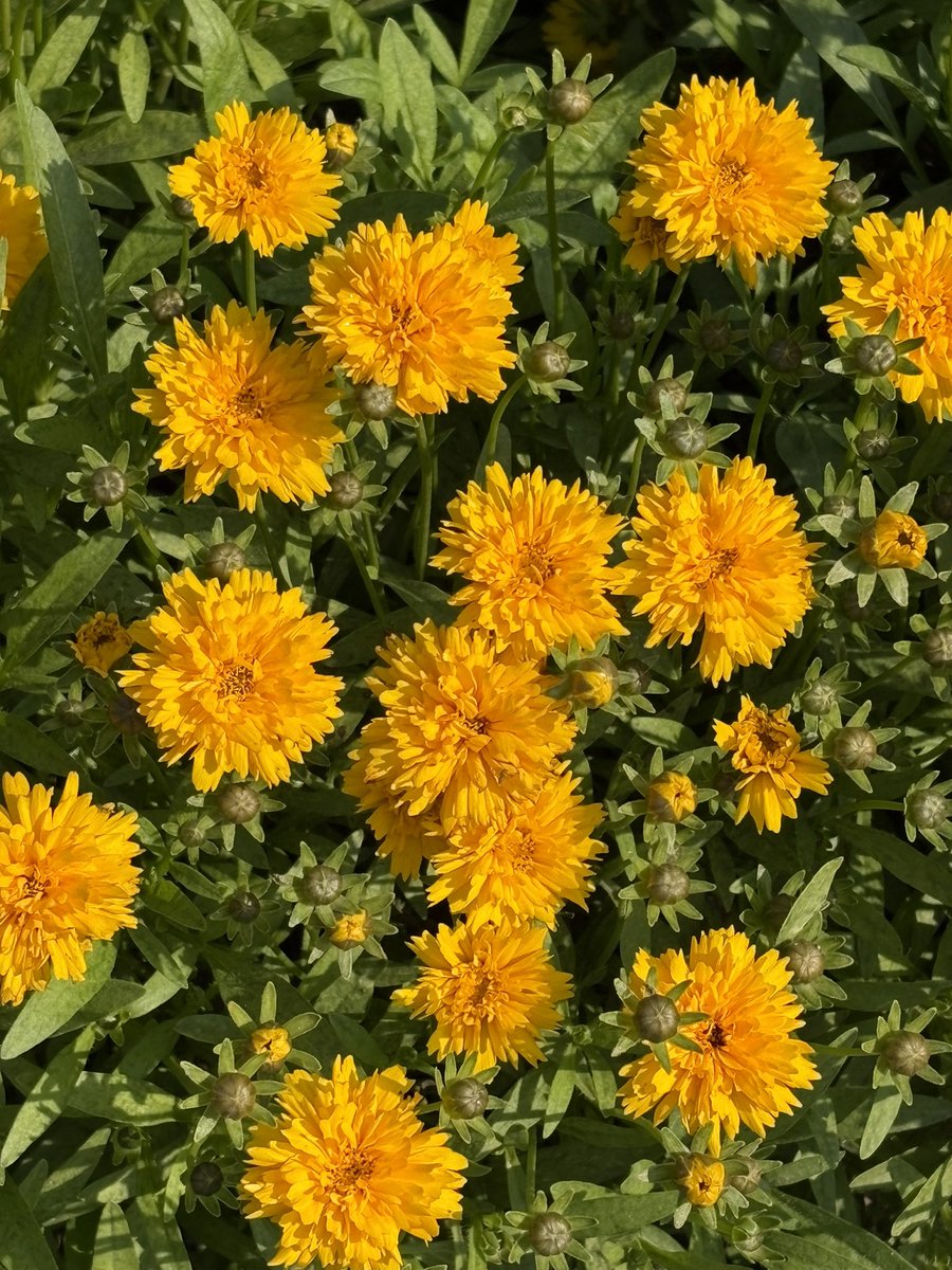 ShiShares's tweet photo. spring flowers everywhere! 

vibrant blooms, breezy mornings, it’s peak Basant Ritu. 🌻

you just can’t be indoors. https://t.co/pfRV7D5RI4