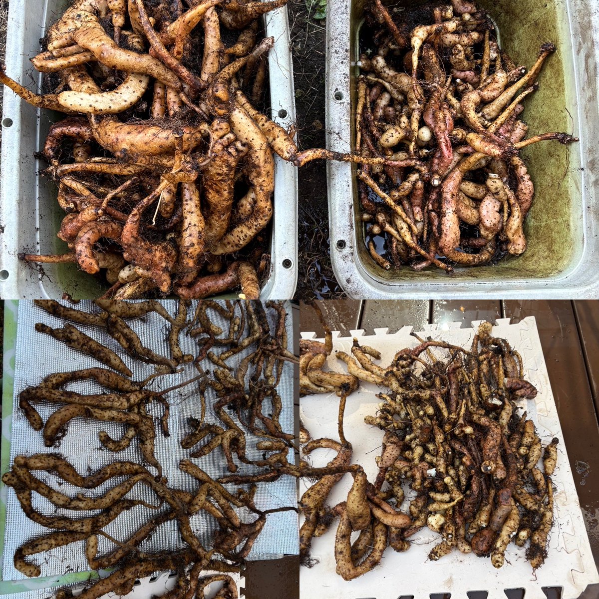 プランター自然薯の収穫、今回は種芋作りメインやったから食べるサイズは少なめやけど、まあまあ育って良かった。まこっちゃん種芋沢山あるよ〜！😃 #プランター自然薯