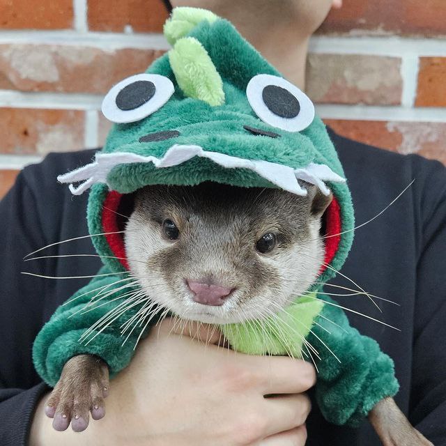 Otter Lover tweet media