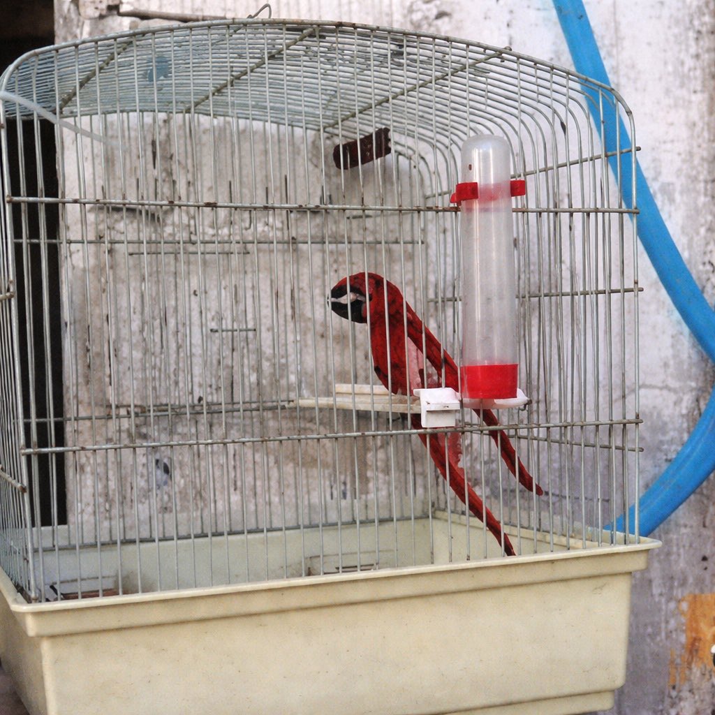 Paddy Gallagher tweet media