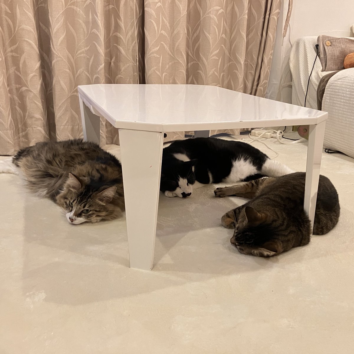 orinpy_'s tweet photo. おはにゃんこ

#猫 https://t.co/P634x1YIGs