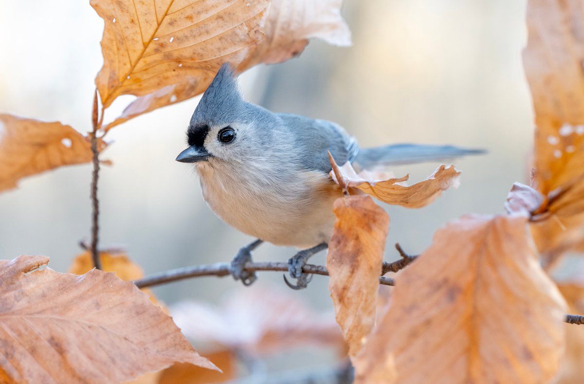 A Tufted Titmouse in a beech tree waiting for a peanut to be offered.