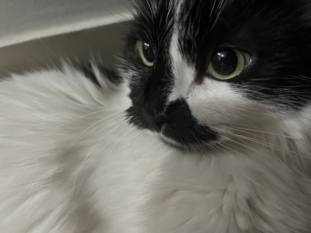 jjkanswer's tweet image. o importante é que kinha tá bem