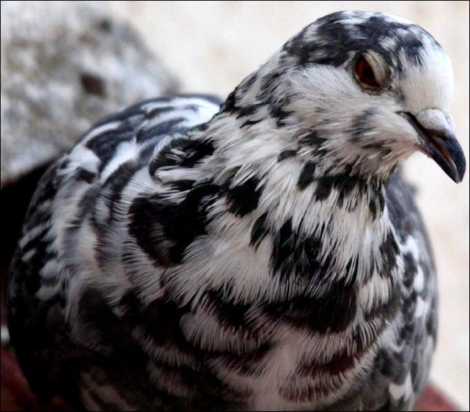 a_london_pigeon's tweet photo. WHAT A BEAUTY .. 
📷  Bhargavi @BhargaviArun  #August2016  
Blinking outside my window .. feathers soft and clean #Chennai #India https://t.co/valhbQcE2F