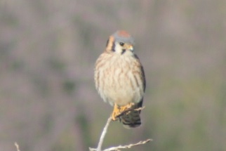 Hard to believe that she is an apex predator whilst being 2 sauce packets tall