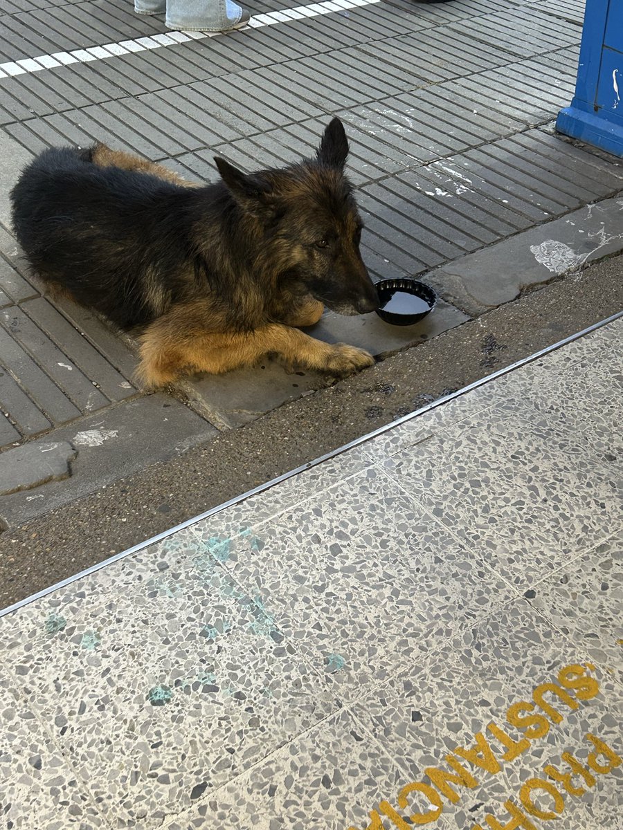 aixa_lorena's tweet photo. Mi hija acaba de ver un pastor alemán perdido en la puerta del Homecenter de la Calle 80 (Bogotá). Por favor si alguien puede o conoce de alguna Fundación ayudarlo!! https://t.co/5A3X7YnGhc