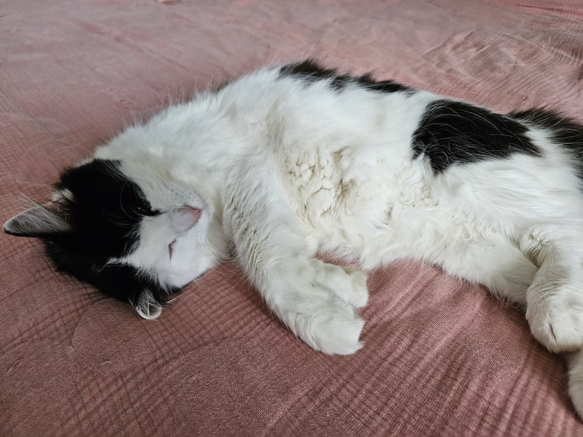 neb💫 comms open!! tweet media