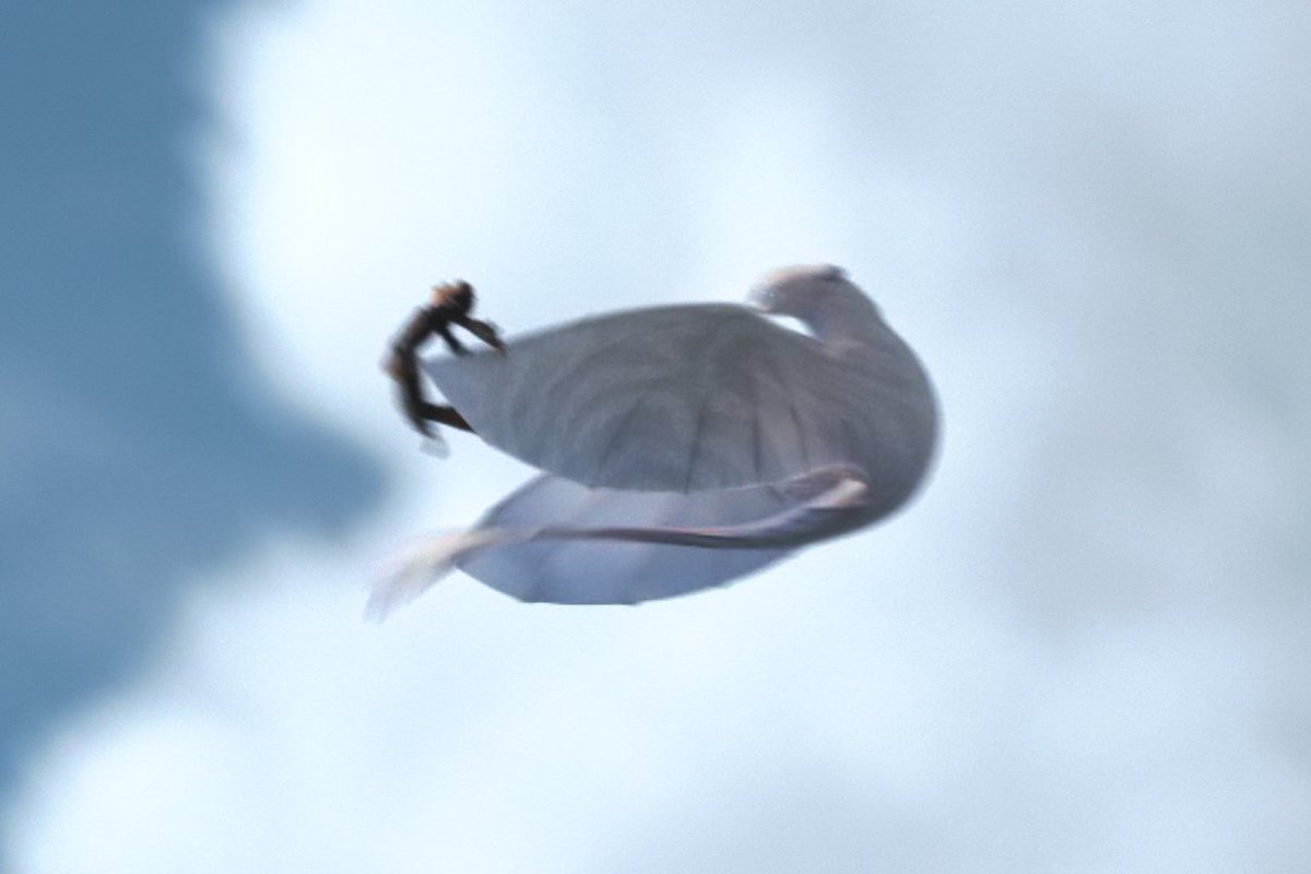 ᯓ★ DAILY LIGHT FURY 🤍 tweet media