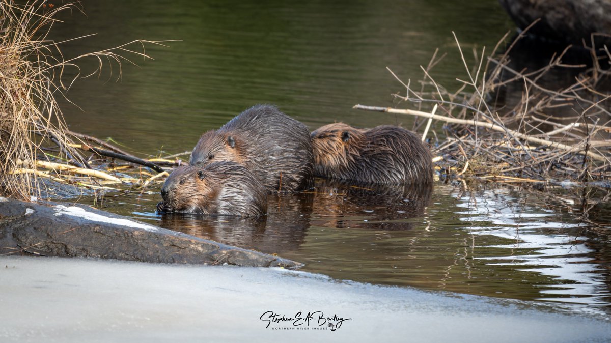 NORTHERN RIVER Images tweet media
