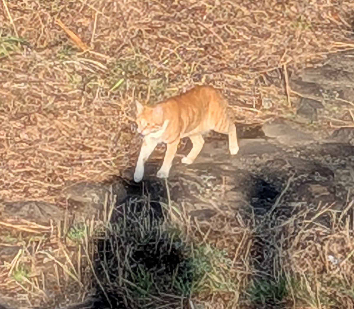 睨む猫 河川敷にて 河川敷に🐈️🐈️🐈️