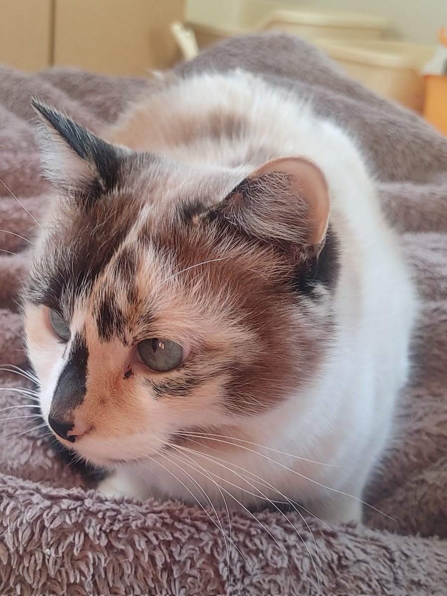 tanot62092121 おはようございます🐱☀