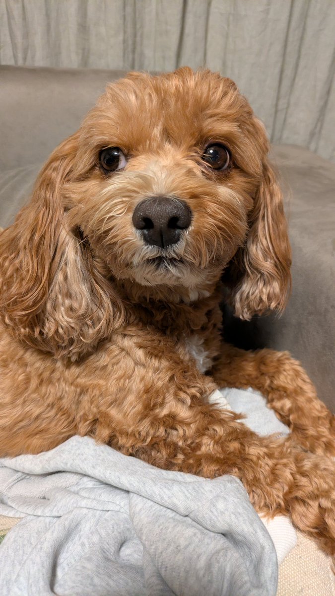 昨日、7歳になりました✨️

キャバプー
愛犬
犬
dog