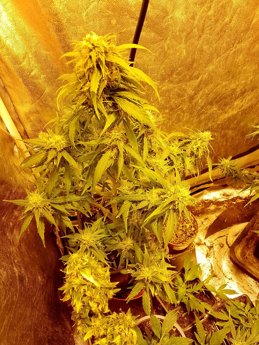 Falken Harlais ex ꧁Jean Valchamp꧂🌿 (@falkenharlais) on Twitter photo 