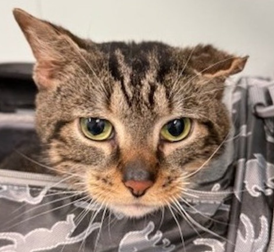 JLthekid9999's tweet photo. 🆘🆘 LEO (ID 245409), 4 YO, MALE –  IN QUEENS ACC - came into the shelter as an owner surrender on 1/27/2026, with the surrender reason stated as animal circumstance - not spayed/neutered.    🆘🆘 😿 😿 😿 😿

➡️TBD 2/17/26

➡️ 🆘🆘  1ST Chance on Emergency Placement List – VERY URGENT – 🆘🆘 😱🔥🔥😱

➡️ 20 DAYS IN SHELTER – TOO LONG – TIME IS RUNNING OUT

➡️ LEO IS ON THE EPL FOR BEHAVIORAL REASONS - He is not thriving in the care center and is deteriorating in the Adoptions room. He is now displaying distance increasing behaviors such as lunging and swatting. “Deteriorating in the Adoptions room” means that the cat will be given very little time for rescue/foster/adoption. 🔥🔥🔥🔥

What my friends at ACC say about me: I would appreciate slow introductions to new people and places to help me feel safe. I love to be loved, but on my own terms! Let's brush up on some feline body language together! Leo tolerates attention and petting but appears fearful or stressed in the shelter. He may be a little more independent, and may need time to warm up to his new home. We recommend this cat go to a home with experienced cat parents. Leo tolerates attention and petting. ❤️ 😻❤️ 😻❤️ 😻

NEEDS OUT OF SHELTER ASAP –

Please RT or pledge, if you can, to save this little one.

@AdamsPaulGrimke

💔😿🙏Thank you