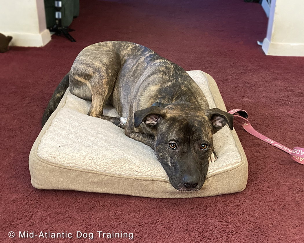 midatlanticdogs's tweet photo. Skye's easily aroused/excitable + lacks good self-control. She relentlessly jumps on her new owners + outside arousal kicks in at the sight of squirrels + other dogs making walks very precarious. The goal is for her to make better + safer choices in response to all distractions. https://t.co/44J5CmyhGL