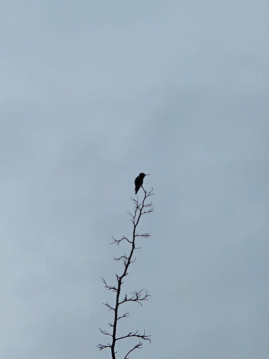 GuiloGrow's tweet photo. Hummingbird on a cloudy day https://t.co/fXusb3PYOq