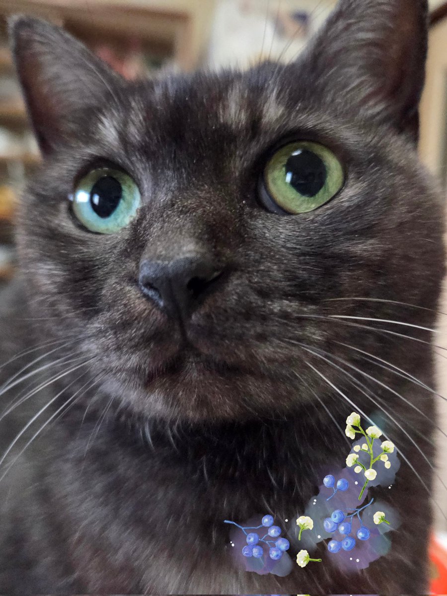 今週も宜しくね！✨キュートなミーちゃんより🐈‍⬛😃💕 #猫好きさんと