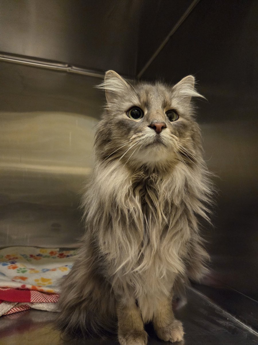 RappCats tweet media