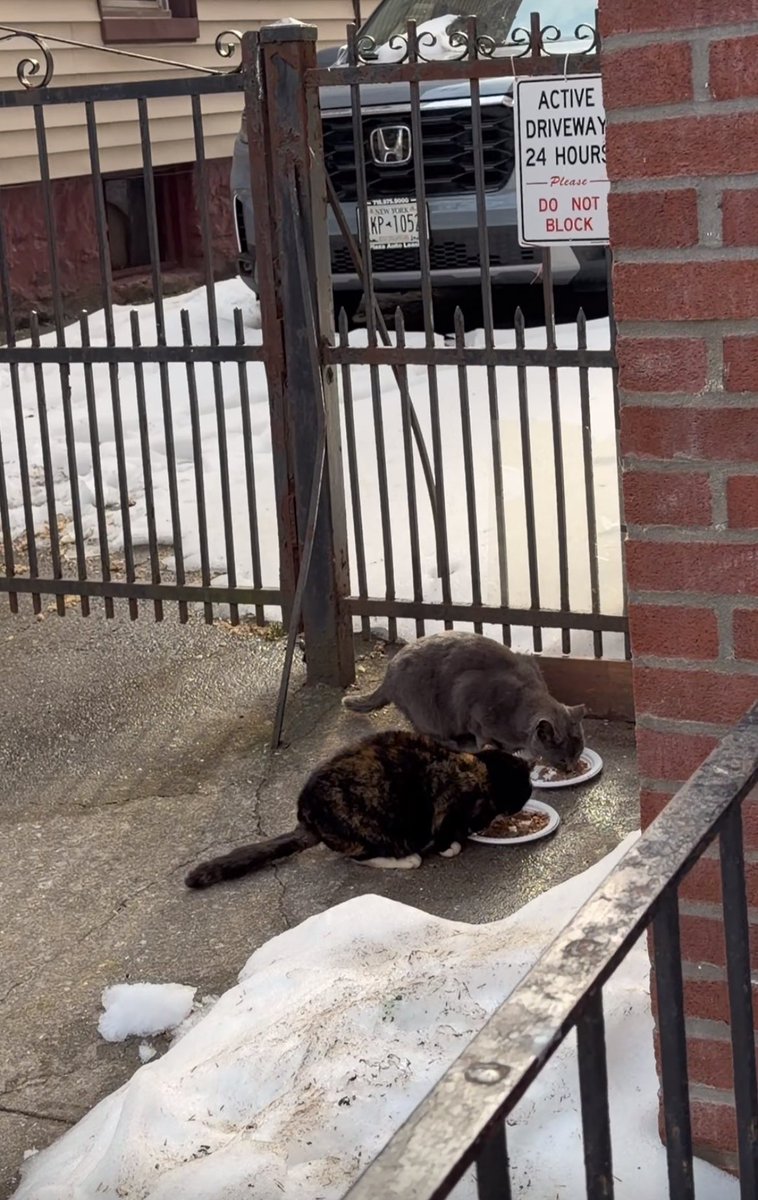 🚨UPDATE: I’ve been talking to the sweet lady who’s been feeding the two strays in Brooklyn. She still sees the weirdo who attacked her last time, so now her boyfriend comes with her whenever she feeds the cats. 

She found a man to foster them, and she’s now working on getting