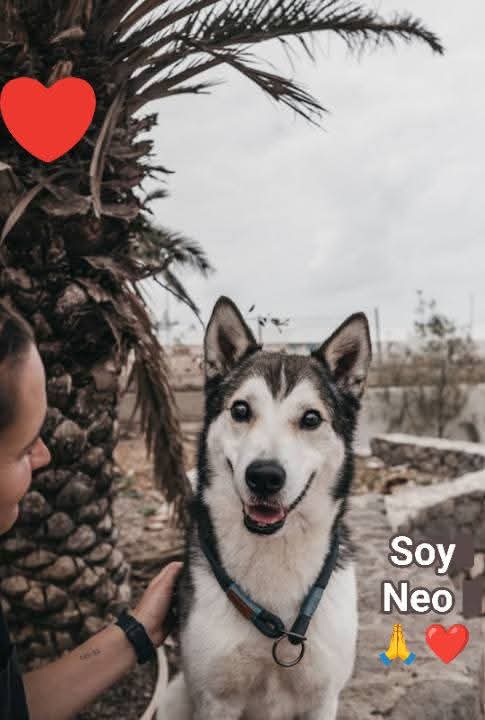 En adopción. 
Se encuentra en el Albergue Bañaderos, Gran Canaria 
Se llama Neo. Se Busca familia que lo ameeee
