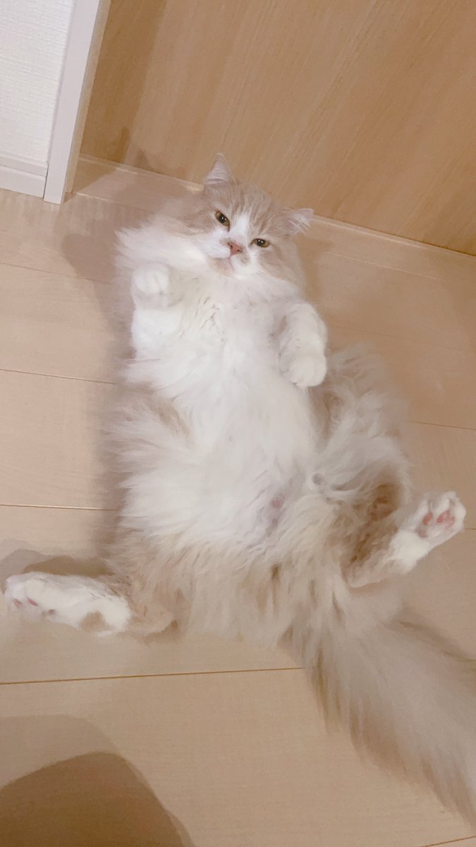 mog (@mogmogmog312) / Posts / X