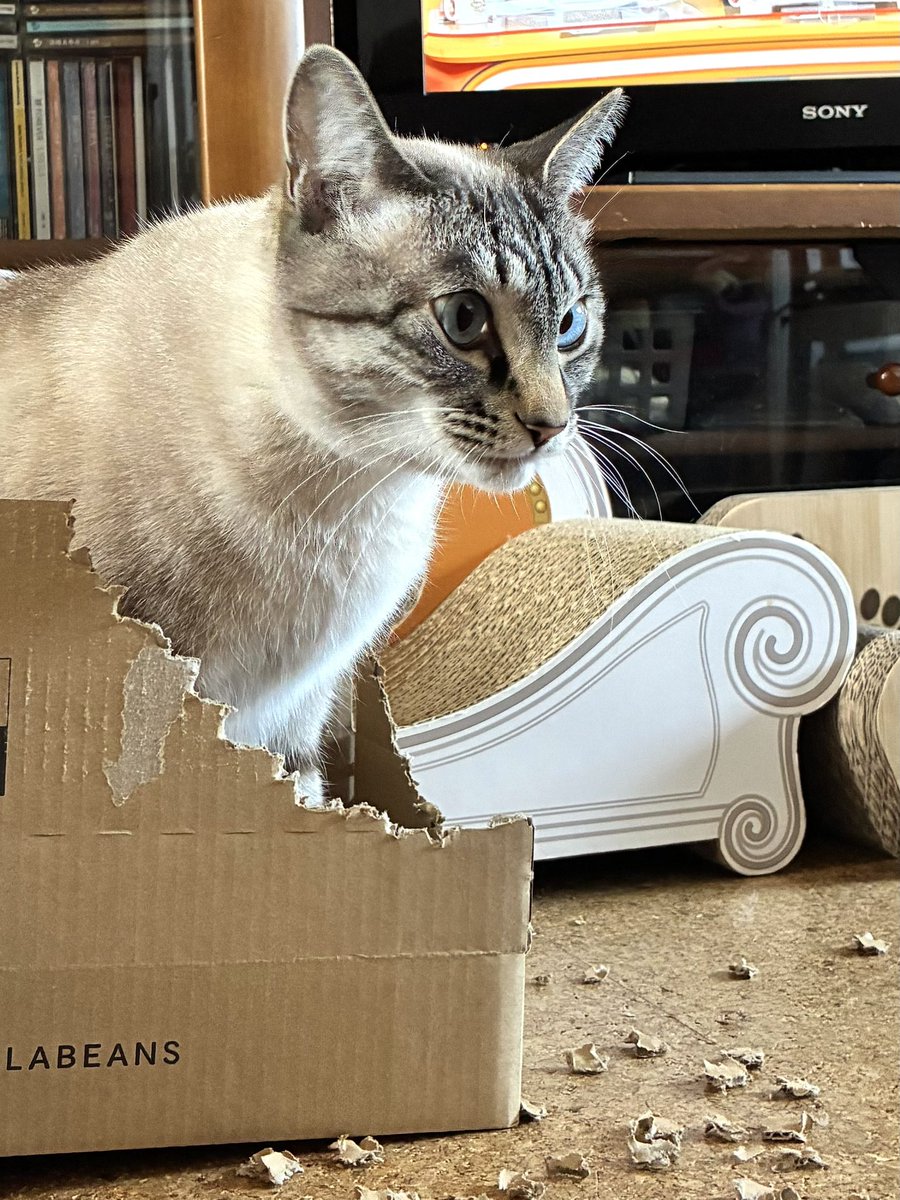 そら🐾 (@_sora0613_) / Posts / X