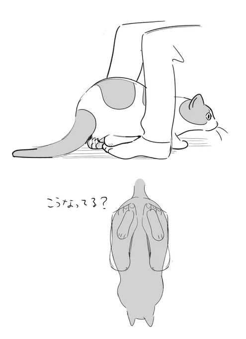 ねこが謎のくつろぎ方をしているなう 