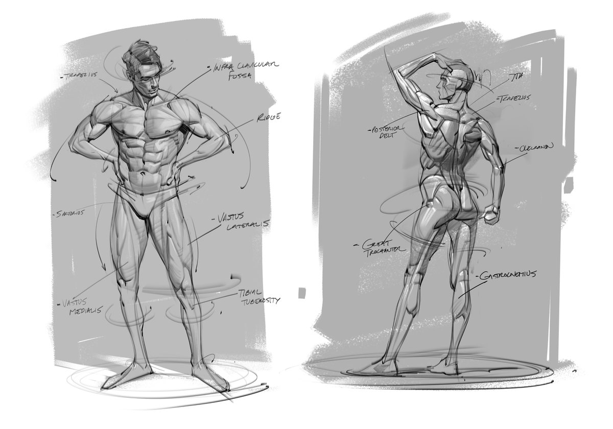 saqomolo's tweet photo. Figure drawings! #figuredrawing #gesturedrawing #gottogetbetter #doodles #lineart #goals #sketches #humananatomy #anatomy #maletorso #muscles #fitness https://t.co/PqO8uUOq2K