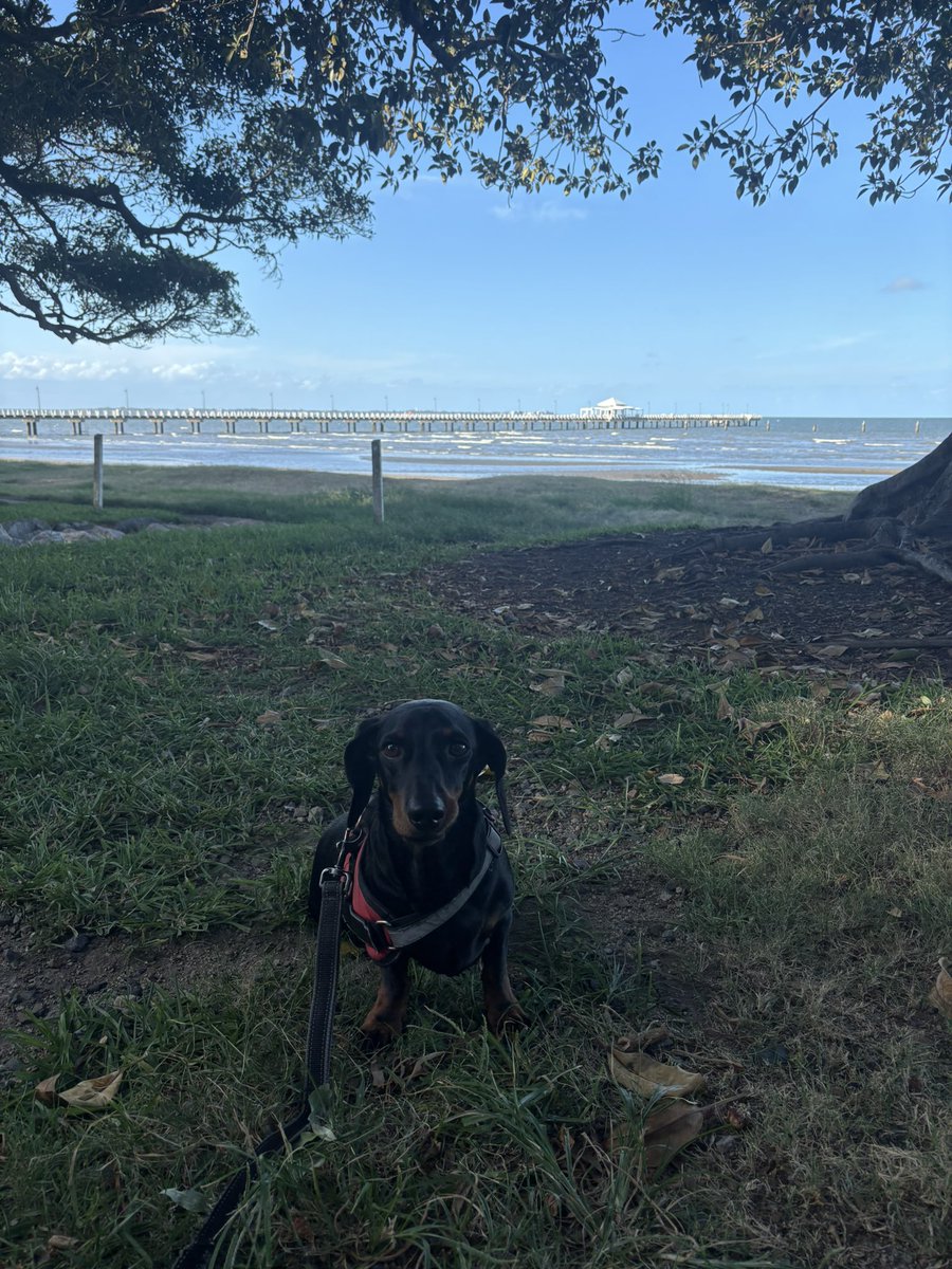 JessD_AU's tweet photo. @washghost1 I wanted to adopt a dachshund- couldn’t cause I had a job and I’m not home 24/7. Went to a breeder for my Chester 💕 We have a playgroup and have both made friends and he’s home 2-3 days a week. https://t.co/SItv5i0vI7