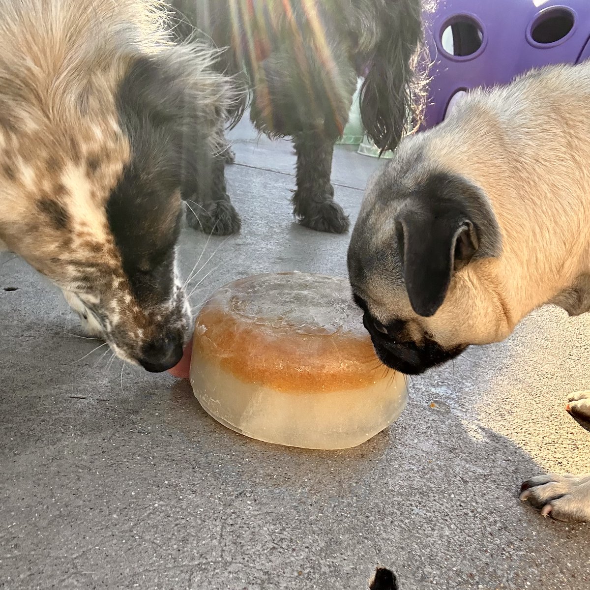 metroanimals's tweet image. A tasty reminder of winter 🐶😆 Our pups love the ice blocks some regular, some with bits of pumpkin purée and some with surprises of blueberries 🐾  #MetroAnimals #Doggiedaycare #Iceblocks #groupenrichment