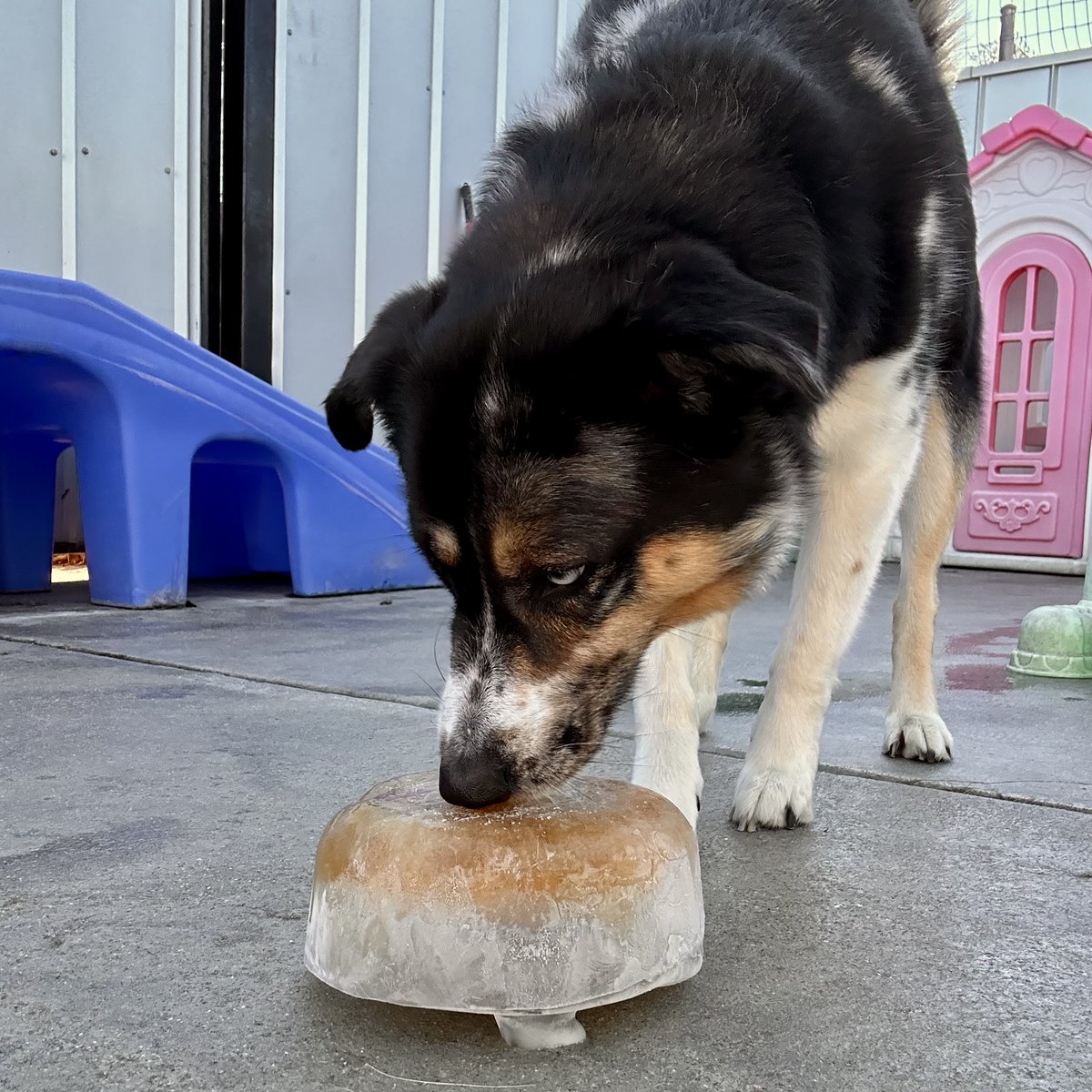 metroanimals's tweet image. A tasty reminder of winter 🐶😆 Our pups love the ice blocks some regular, some with bits of pumpkin purée and some with surprises of blueberries 🐾  #MetroAnimals #Doggiedaycare #Iceblocks #groupenrichment
