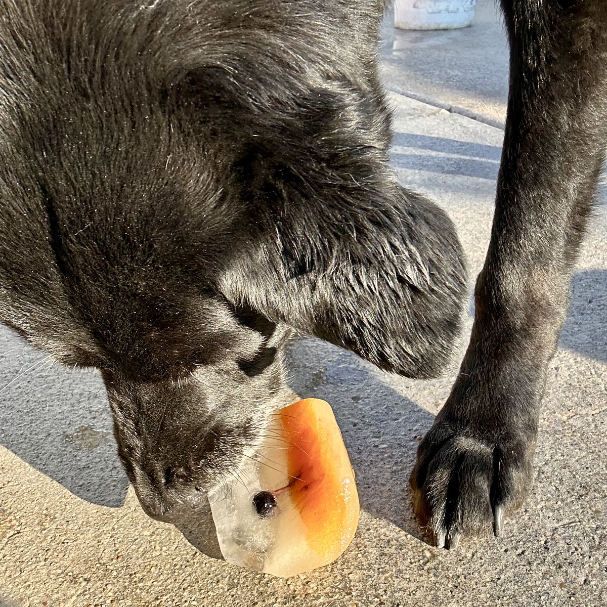 metroanimals's tweet image. A tasty reminder of winter 🐶😆 Our pups love the ice blocks some regular, some with bits of pumpkin purée and some with surprises of blueberries 🐾  #MetroAnimals #Doggiedaycare #Iceblocks #groupenrichment