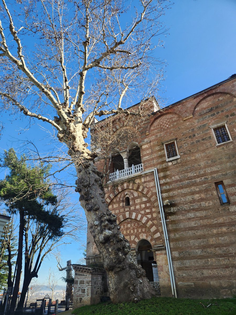 Bursanın çınarları.